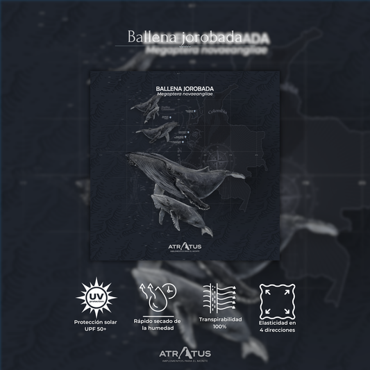 Cuellito Ballena Jorobada - PACÍFICO