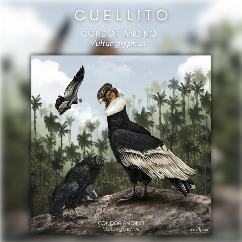 Cuellito Cóndor de los Andes