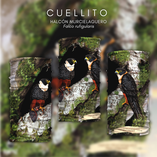 Cuellito Halcón murcielaguero