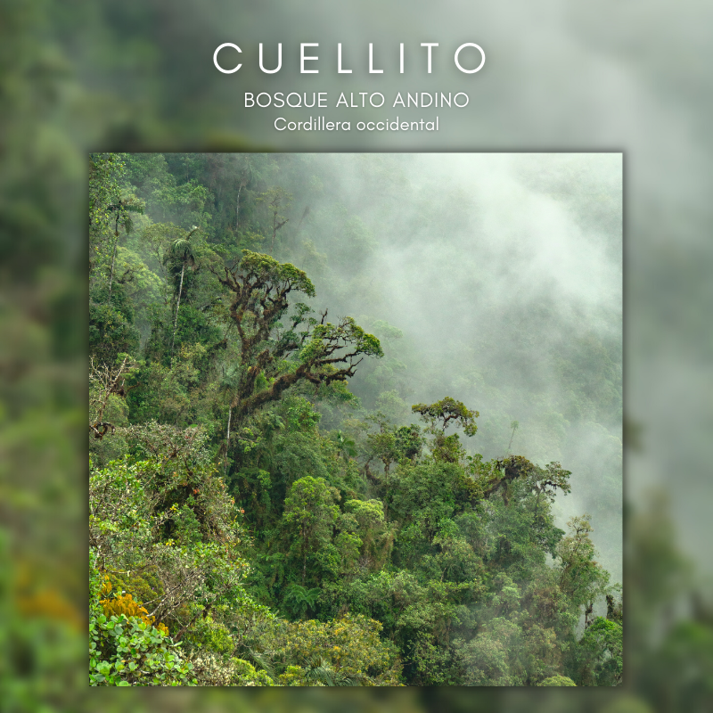 Cuellito Bosque Andino