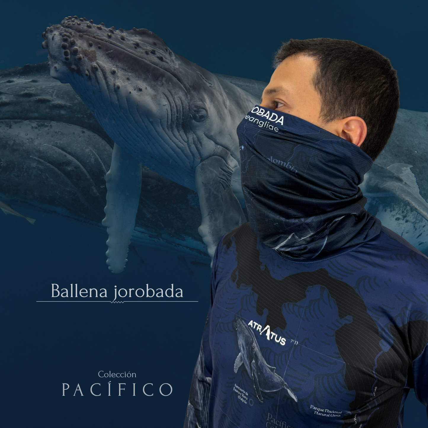 Cuellito Ballena Jorobada - PACÍFICO