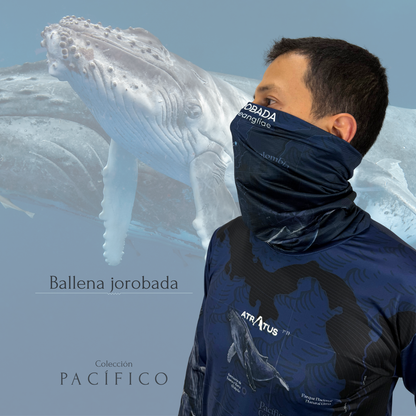 Cuellito Ballena Jorobada - PACÍFICO