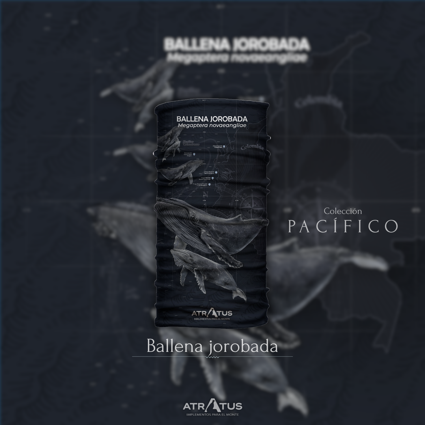 Cuellito Ballena Jorobada - PACÍFICO