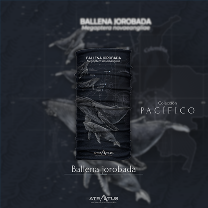 Cuellito Ballena Jorobada - PACÍFICO