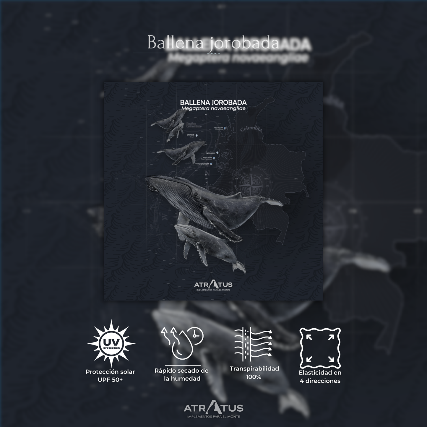Cuellito Ballena Jorobada - PACÍFICO