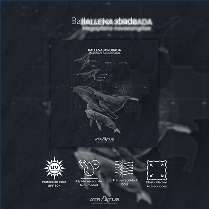 Cuellito Ballena Jorobada - PACÍFICO