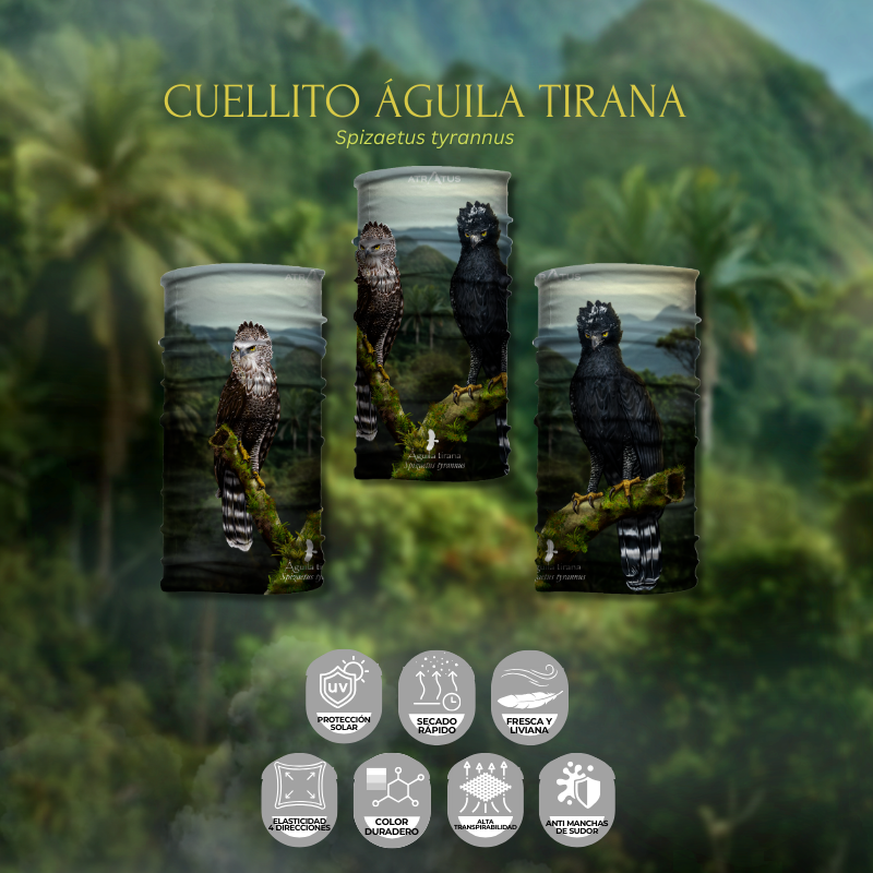Cuellito Águila Tirana