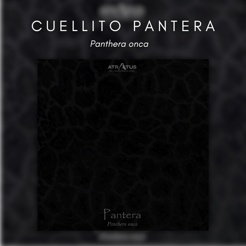 Cuellito manchas de Pantera