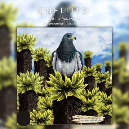 Cuellito Águila Paramuna