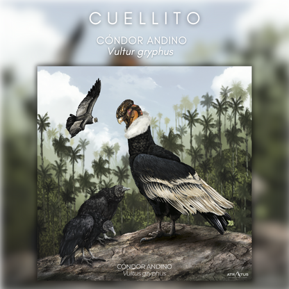Cuellito Cóndor de los Andes