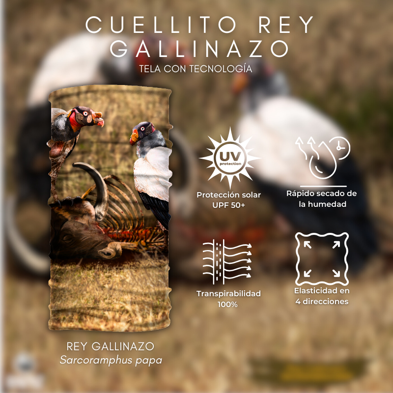 Cuellito Rey Gallinazo