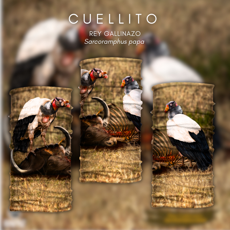 Cuellito Rey Gallinazo