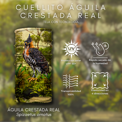Cuellito Águila Crestada Real