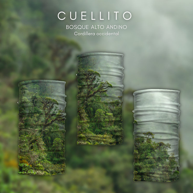 Cuellito Bosque Andino