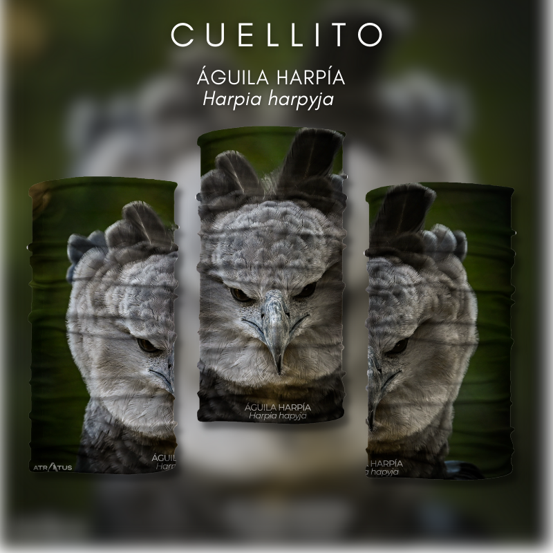 Cuellito Harpía