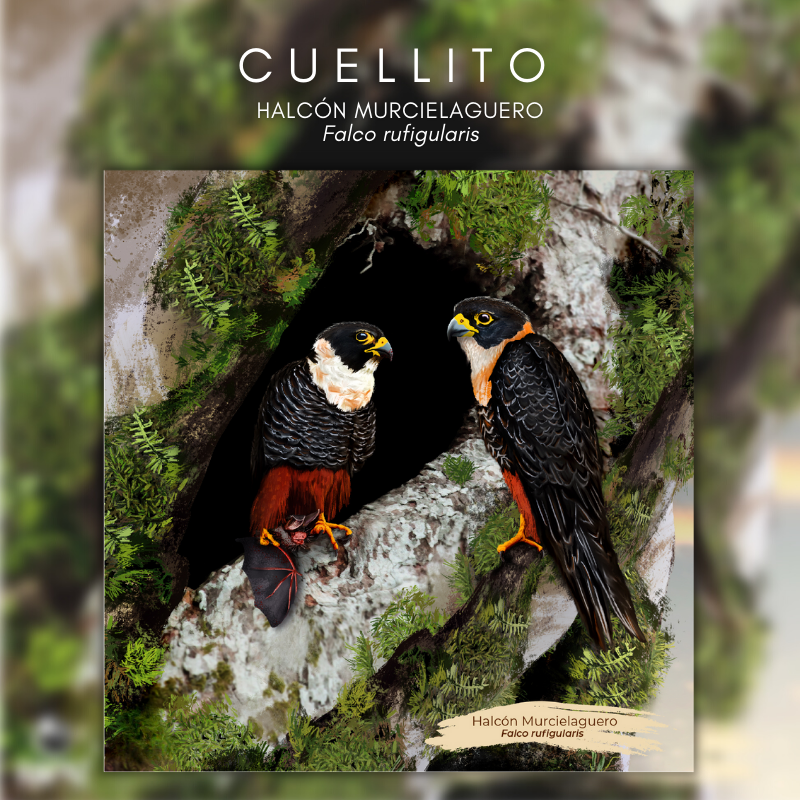 Cuellito Halcón murcielaguero