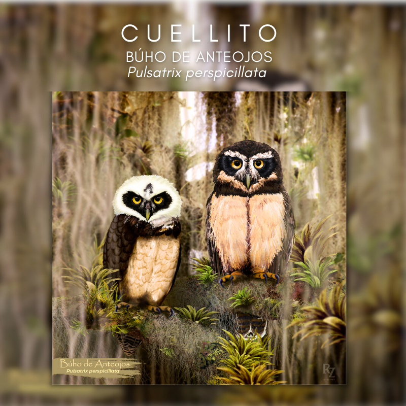 Cuellito Búho de Anteojos