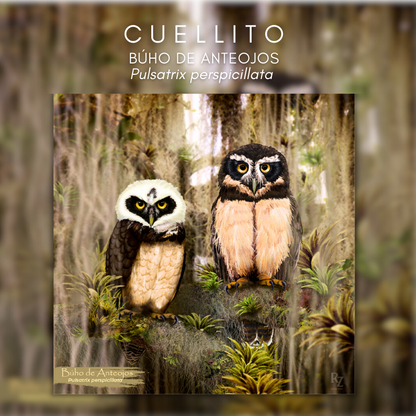 Cuellito Búho de Anteojos