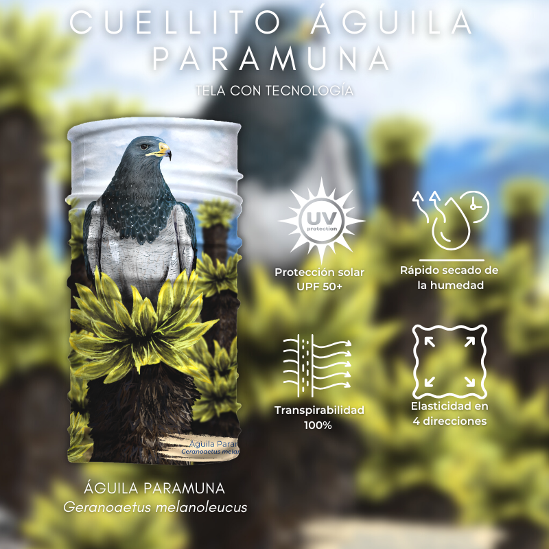 Cuellito Águila Paramuna