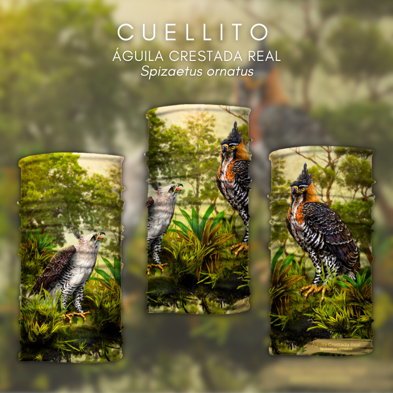 Cuellito Águila Crestada Real