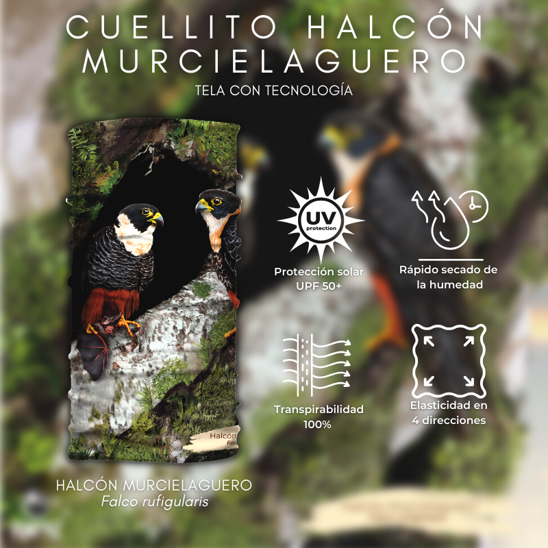 Cuellito Halcón murcielaguero