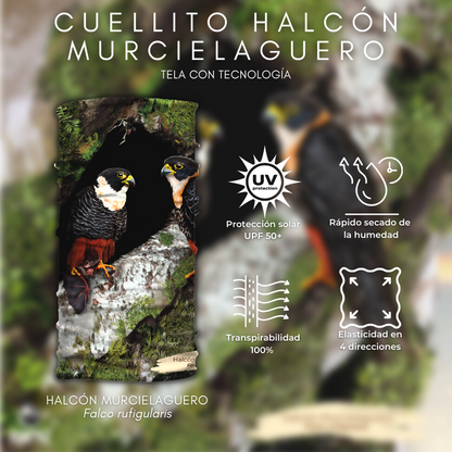 Cuellito Halcón murcielaguero