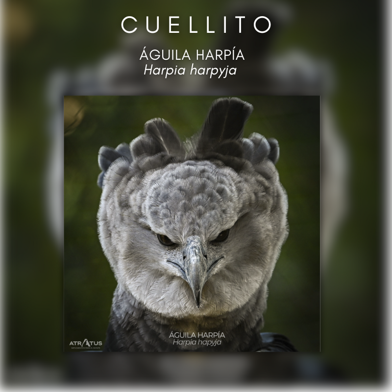Cuellito Harpía
