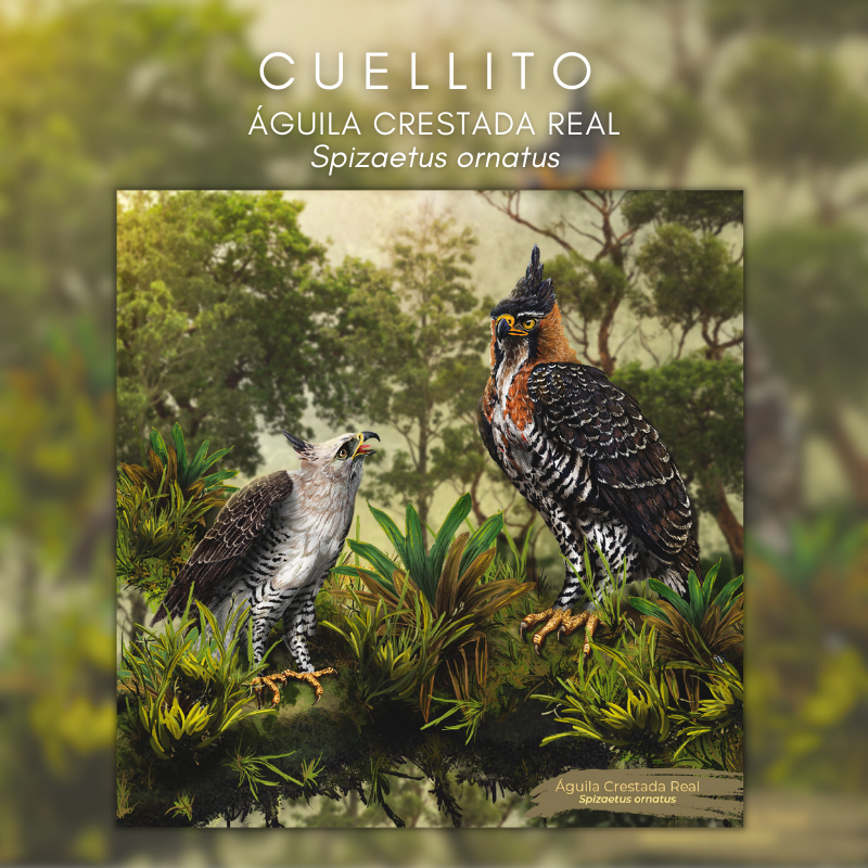 Cuellito Águila Crestada Real