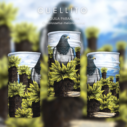 Cuellito Águila Paramuna