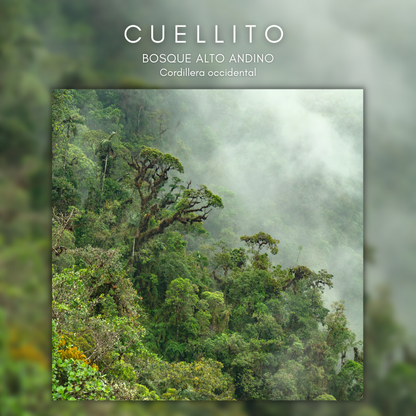 Cuellito Bosque Andino