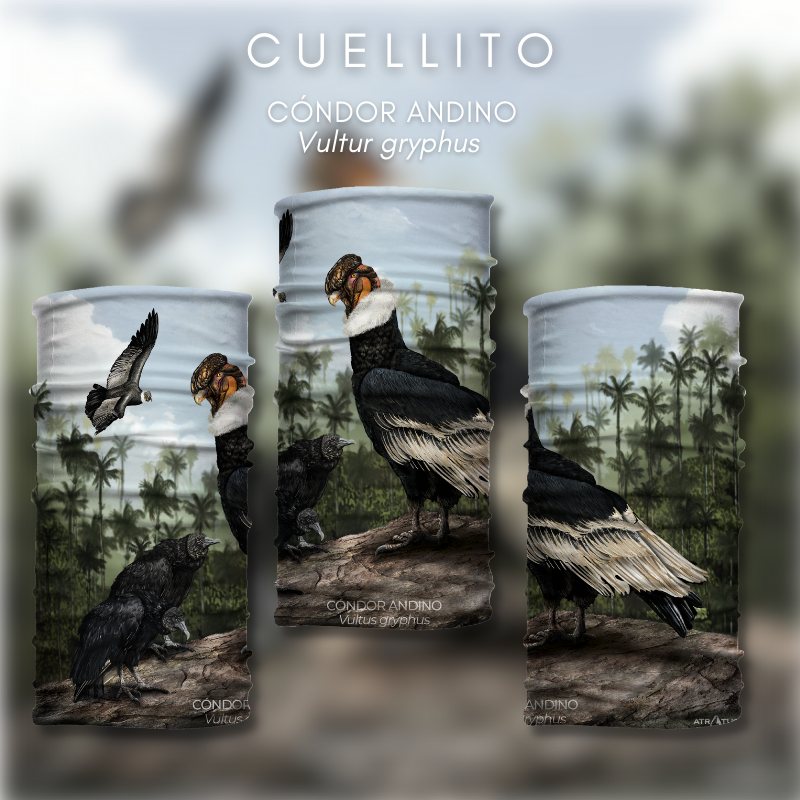 Cuellito Cóndor de los Andes