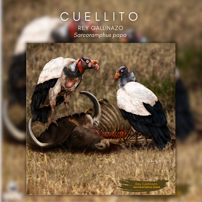 Cuellito Rey Gallinazo